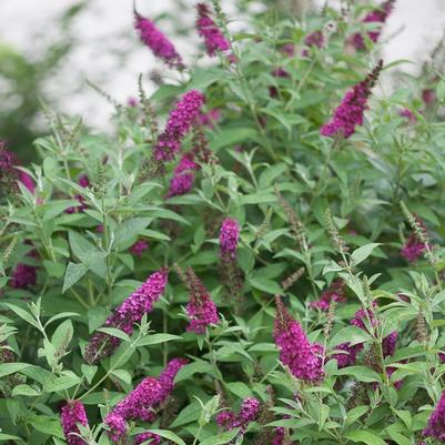 Buddleia davidii Miss Molly