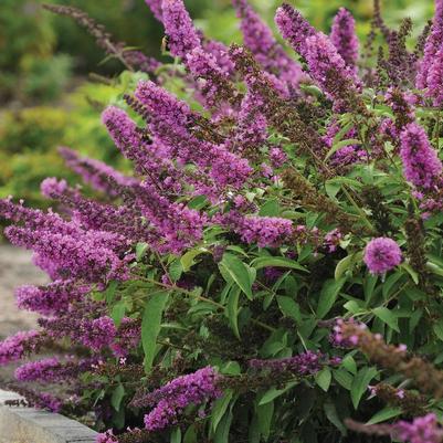 Buddleia Flutterby Petite® Tutti Fruitti Pink