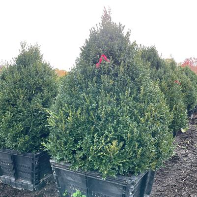 Buxus Green Mountain (Cone Form)