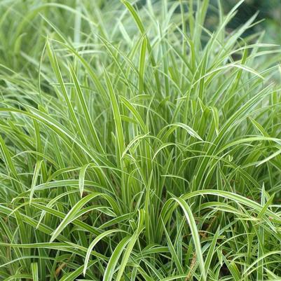 Carex morrowii Ice Dance