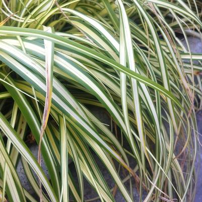 Carex oshimensis Evergold