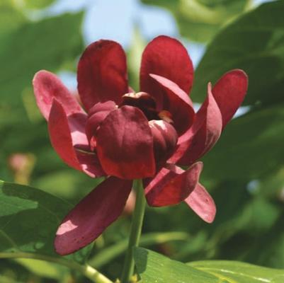 Calycanthus Aphrodite