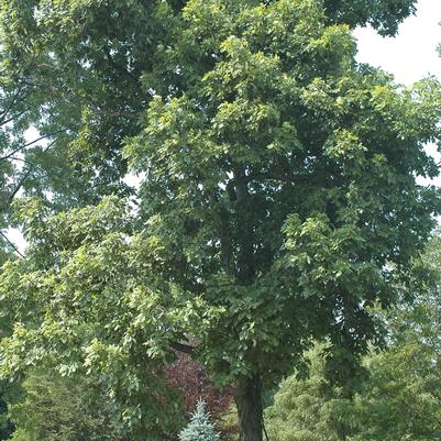 Carya ovata 