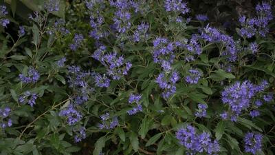 Caryopteris x clandonensis Beyond Midnight®