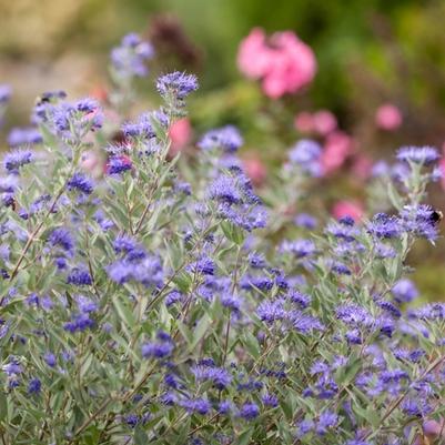 Caryopteris x clandonensis Sapphire Surf™