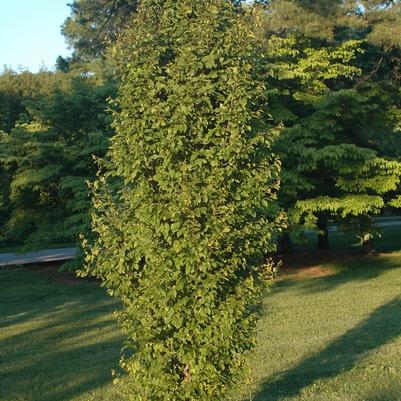 Carpinus betulus Frans Fontaine