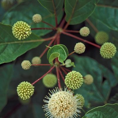 Cephalanthus occidentalis 