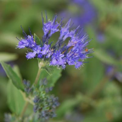 Caryopteris x clandonensis Dark Knight