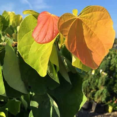 Cercis canadensis The Rising Sun™