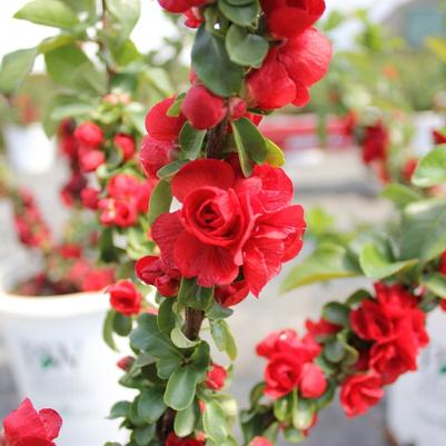 Chaenomeles speciosa Double Take® Scarlet