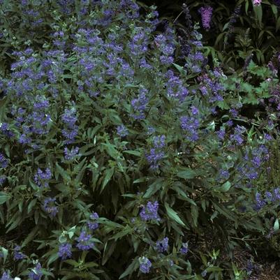 Caryopteris x clandonensis Longwood Blue