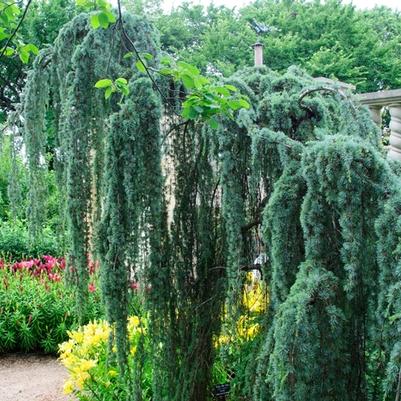 Cedrus atlantica Glauca Pendula