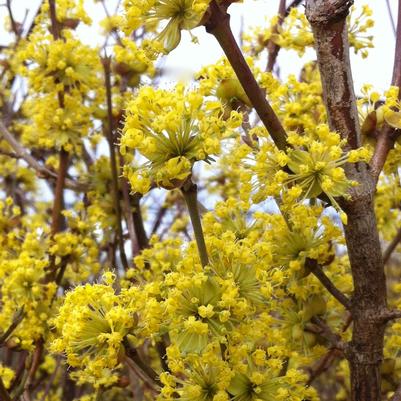 Cornus mas 