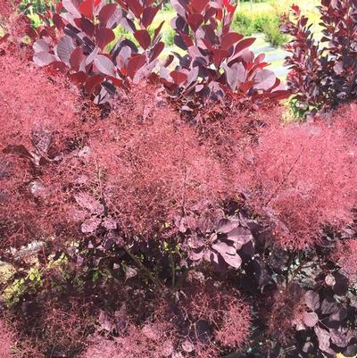 Cotinus coggygria Winecraft Black®