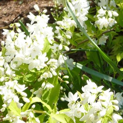 Deutzia gracilis Chardonnay Pearls®