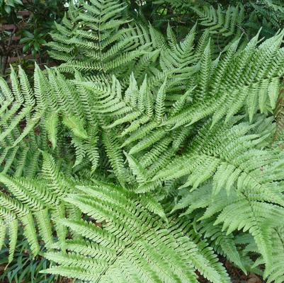 Dryopteris erythrosora 