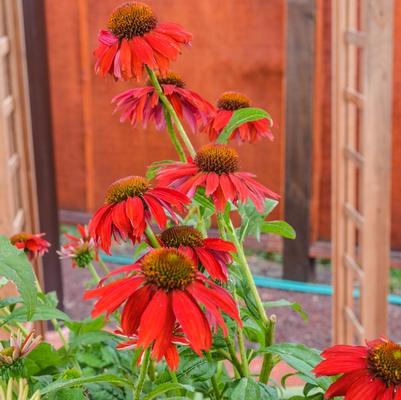 Echinacea purpurea Sombrero® Salsa Red