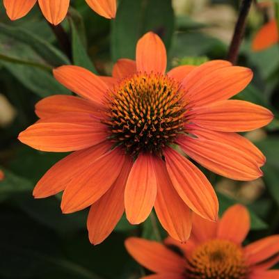 Echinacea purpurea Sombrero® Adobe Orange