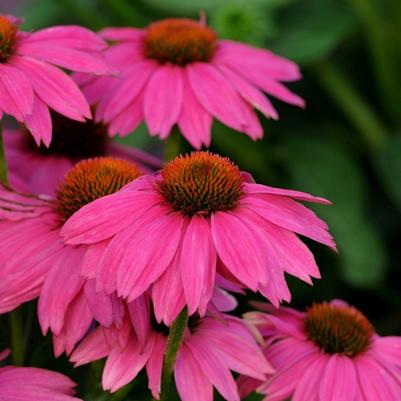 Echinacea purpurea PowWow Wild Berry