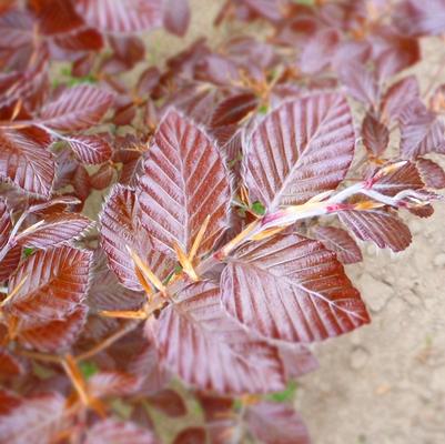 Fagus sylvatica Purpurea (Atropurpurea)