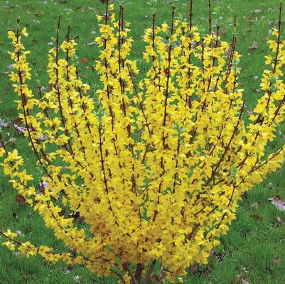 Forsythia x intermedia Show Off®