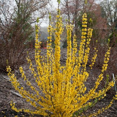 Forsythia Show Off Starlet®