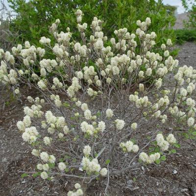 Fothergilla gardenii 