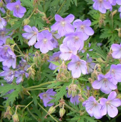 Geranium Rozanne