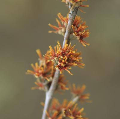 Hamamelis vernalis 