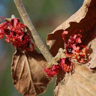 Hamamelis x intermedia Diane