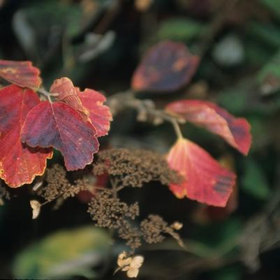 Hamamelis virginiana 