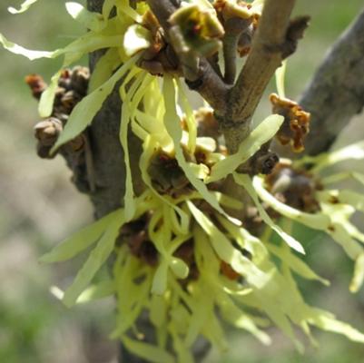 Hamamelis x intermedia Arnold's Promise