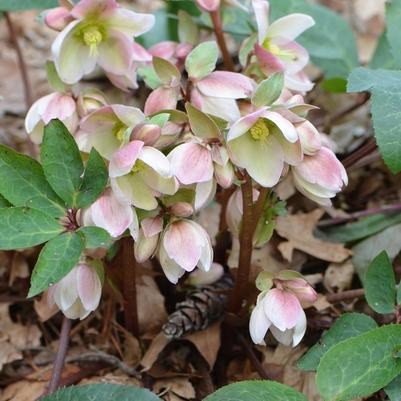 Helleborus Walberton's® Ivory Prince