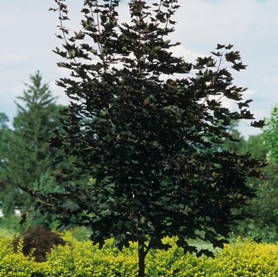 Acer platanoides Crimson King