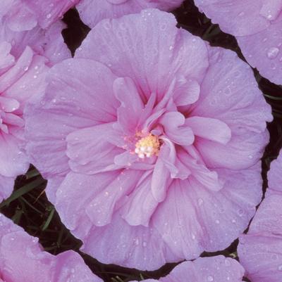 Hibiscus syriacus Lavender Chiffon®