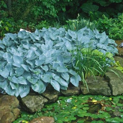 Hosta Halcyon