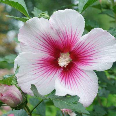 Hibiscus syriacus Paraplu Pink Ink® 