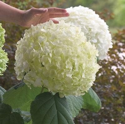 Hydrangea arborescens Incrediball® 