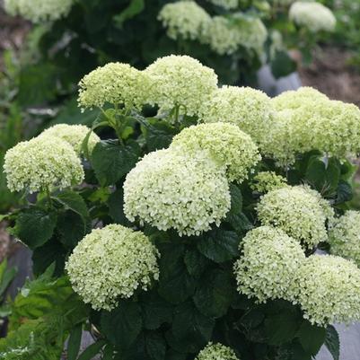 Hydrangea arborescens Invincibelle Limetta® 