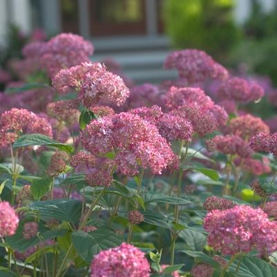 Hydrangea arborescens Invincibelle® Spirit