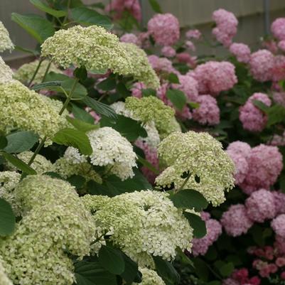 Hydrangea arborescens Lime Rickey®