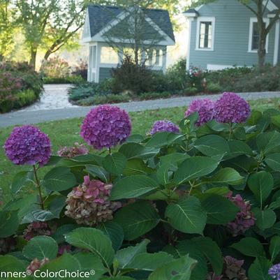 Hydrangea macrophylla Let's Dance® Rave®