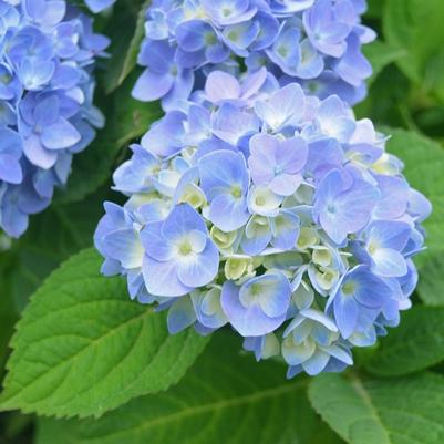 Hydrangea macrophylla Nantucket Blue™