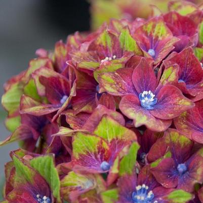 Hydrangea macrophylla Pistachio