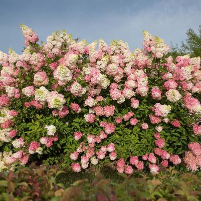 Hydrangea paniculata Berry White®