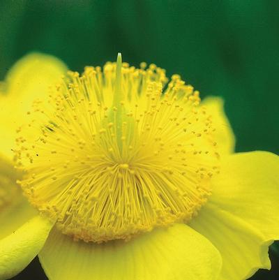 Hypericum frondosum Sunburst