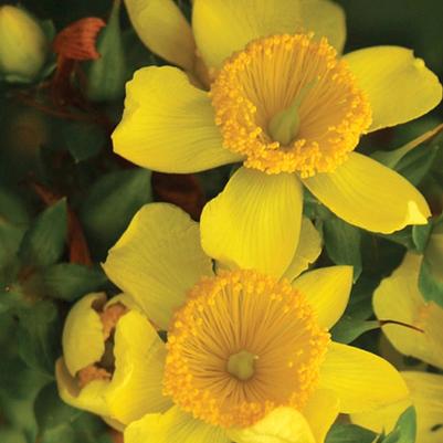 Hypericum kalmianum Sunny Boulevard®