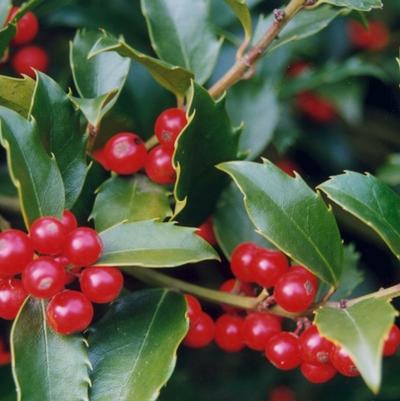 Ilex Nellie R. Stevens