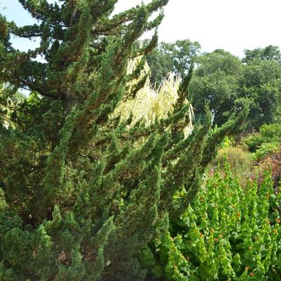 Juniperus chinensis Torulosa