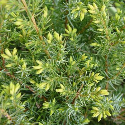 Juniperus communis depressa Blueberry Delight®